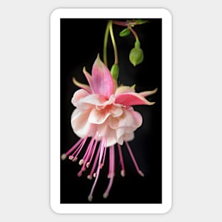 Pink Fuchsia Sticker